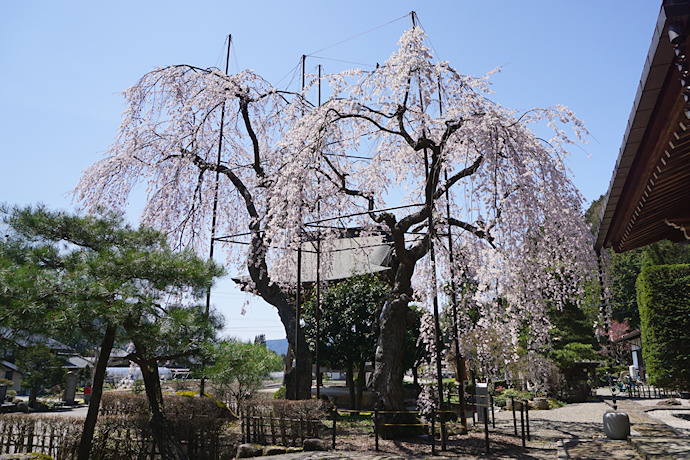 宝蓮寺の枝垂れ桜