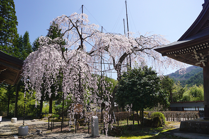 宝蓮寺の枝垂れ桜