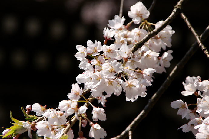 宝蓮寺の枝垂れ桜