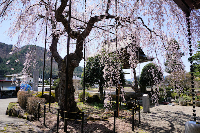 宝蓮寺の枝垂れ桜