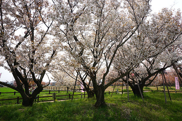 揖斐二度桜（国指定）