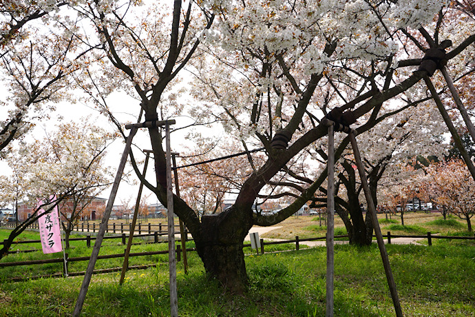 揖斐二度桜（原木）