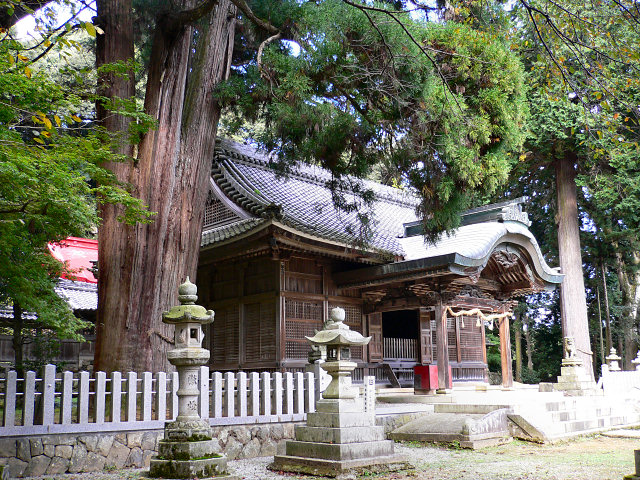 伊富岐神社の大スギ