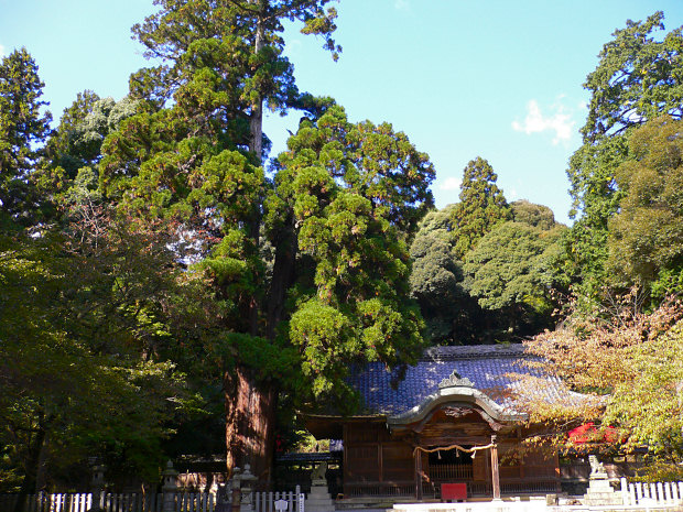 伊富岐神社の大スギ