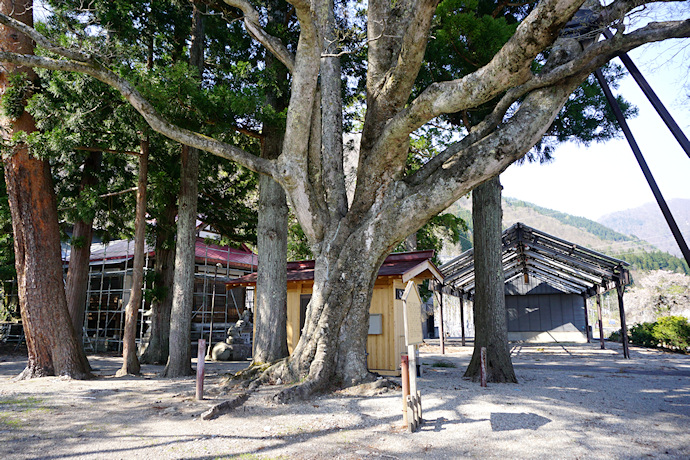 飯島八幡神社の榎