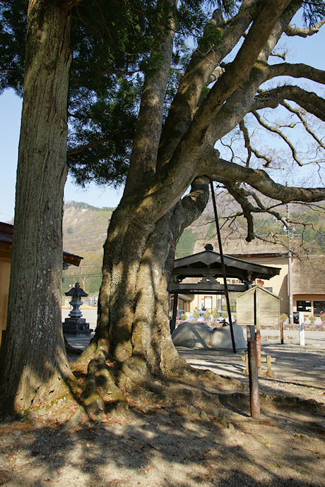 飯島八幡神社の榎