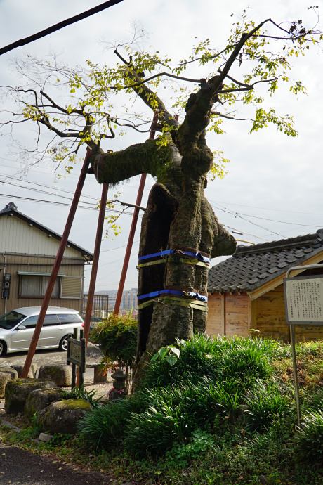 池田のエノキ