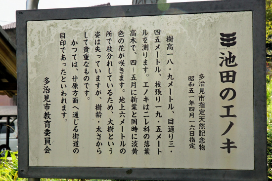 池田のエノキ説明板