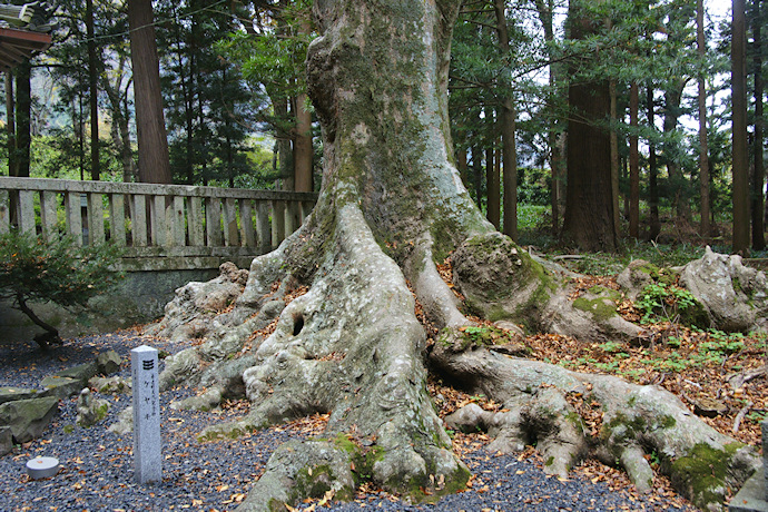 石畑大桑神社のケヤキ