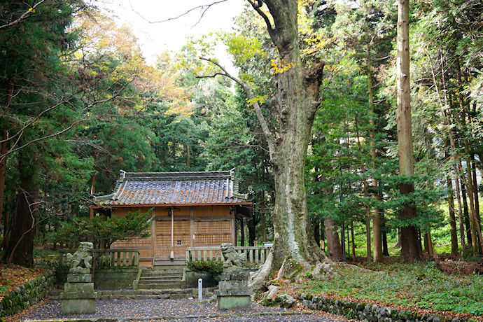 石畑大桑神社の拝殿とケヤキ