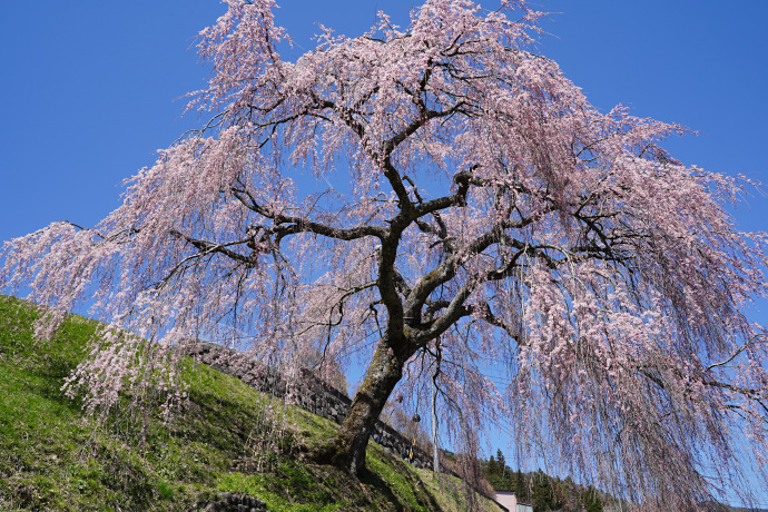 岩太郎のしだれ桜