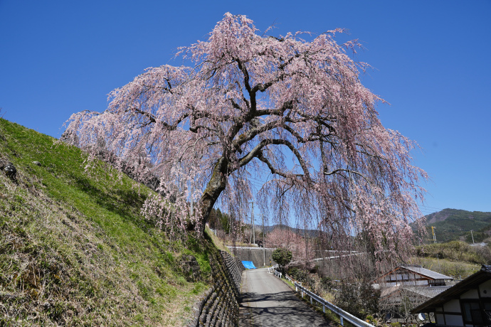 岩太郎のしだれ桜