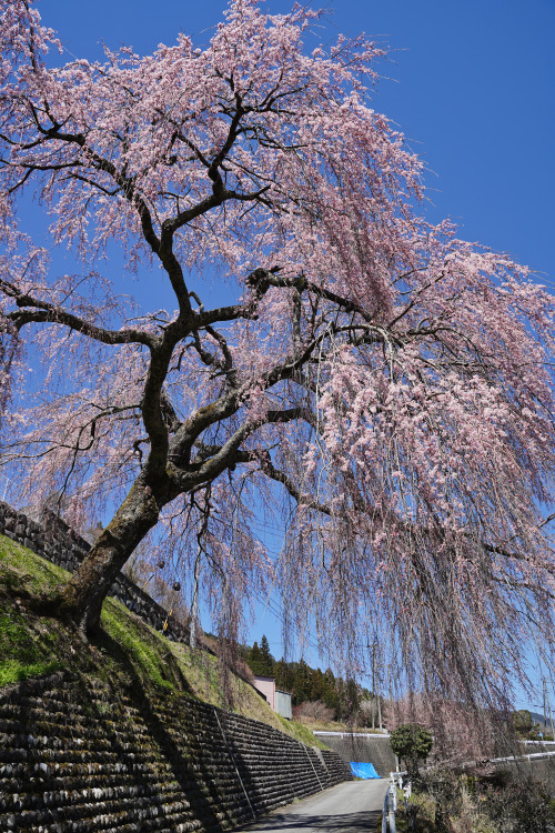 岩太郎のしだれ桜