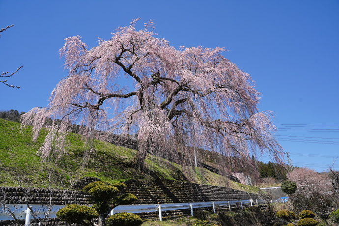 岩太郎のしだれ桜