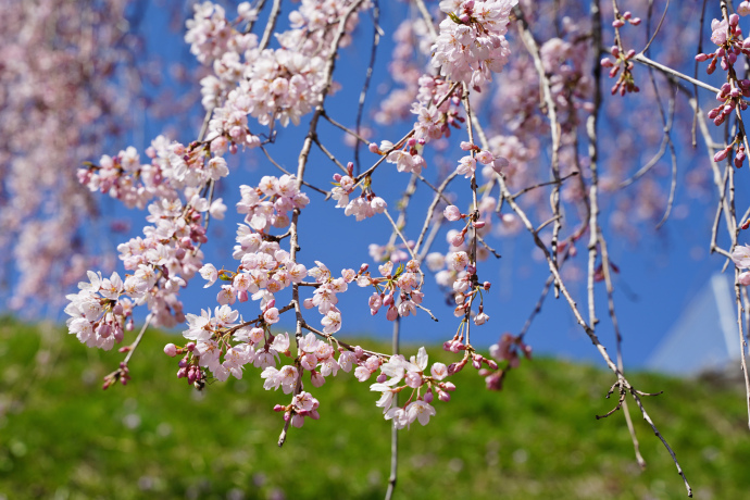 岩太郎のしだれ桜