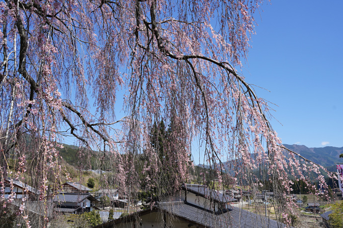 岩太郎のしだれ桜