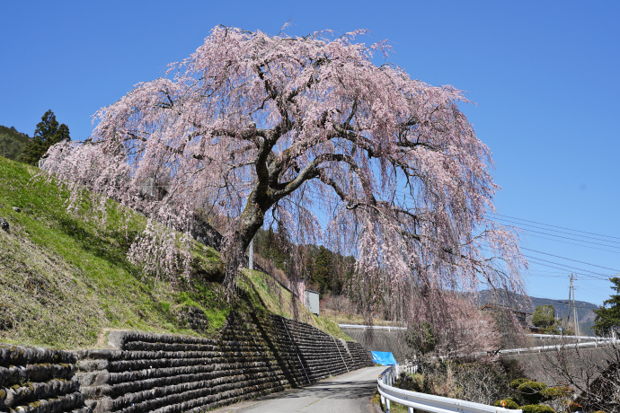 岩太郎のしだれ桜