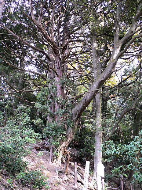 自害峰の三本杉