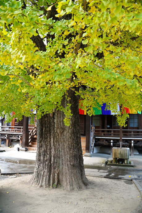 上宮寺の大イチョウ