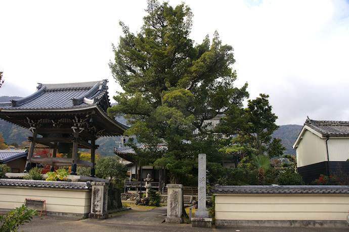 浄誓寺のイヌマキ