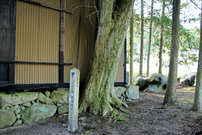 加茂神社のカヤの木