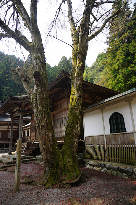 甘南美寺のハナノキ