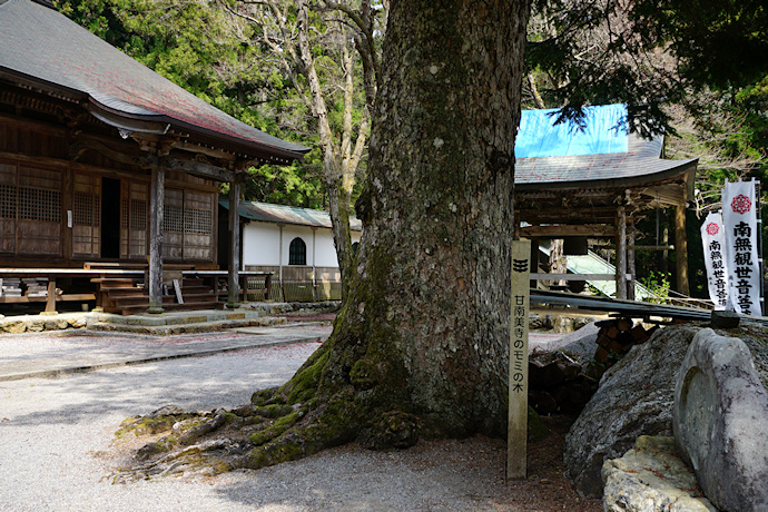 甘南美寺のモミ