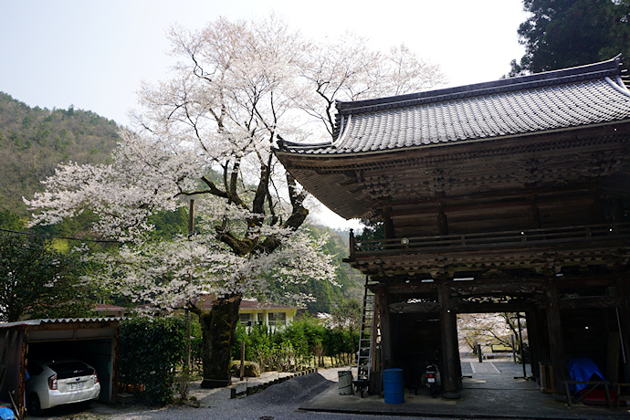 甘南美寺の桜