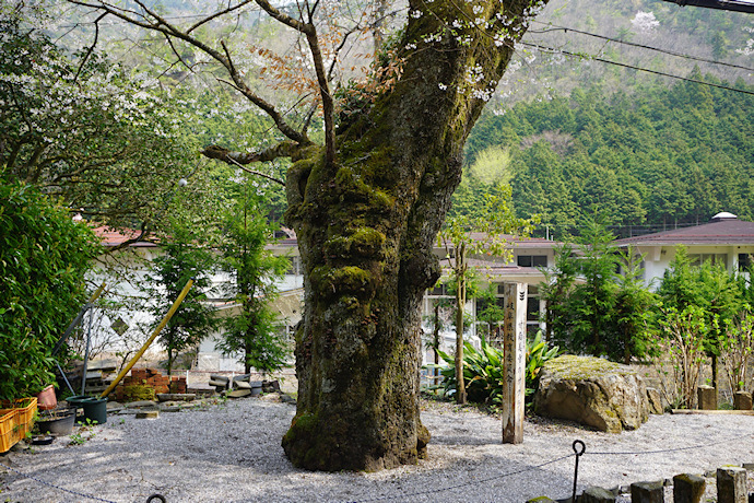 甘南美寺の桜