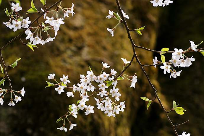 甘南美寺の桜