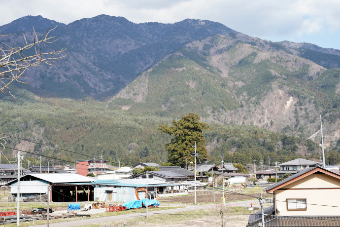 加子母の大スギ遠景