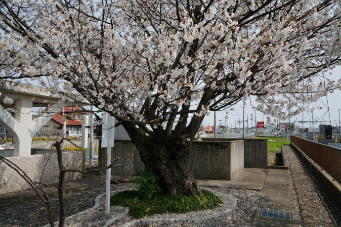 北一色の乳母桜