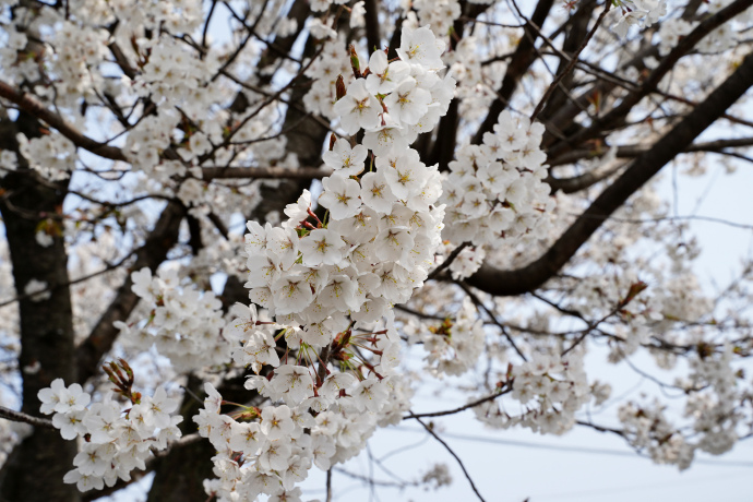 北一色の乳母桜