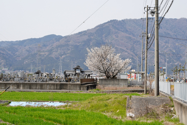 北一色の乳母桜の遠景