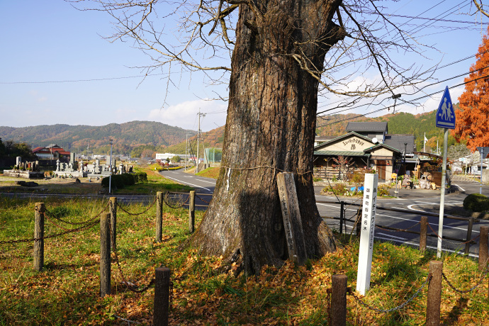 小泉神社のイチョウ