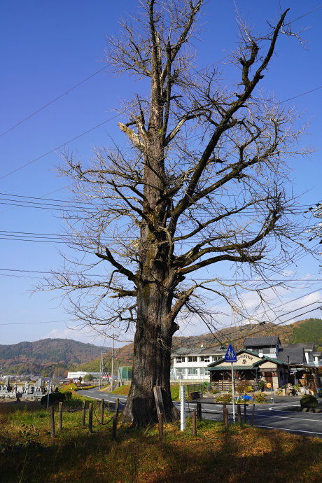 小泉神社のイチョウ