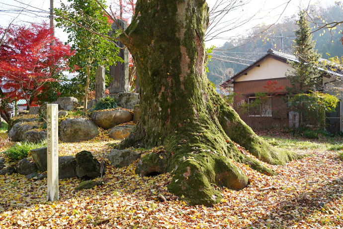 小泉神社のケヤキ