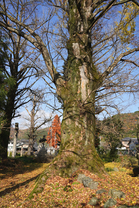 小泉神社のケヤキ