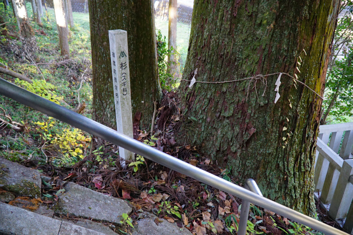 小泉神社のスギ1