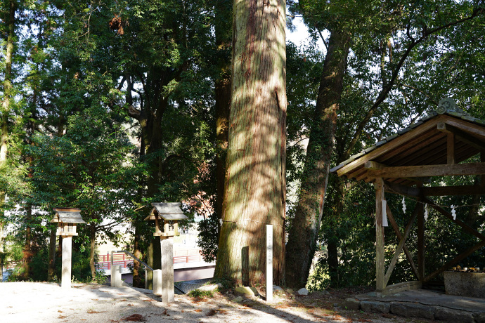 小泉神社のスギ