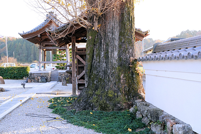 光宗寺のイチョウの木