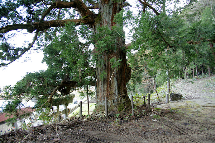 熊野神社の枝垂れスギ