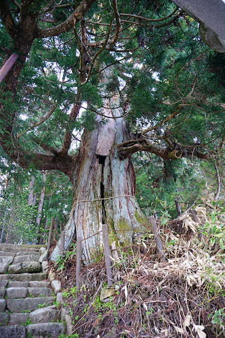 熊野神社の枝垂れスギ