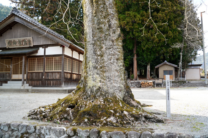 倉屋神社のムクロジ