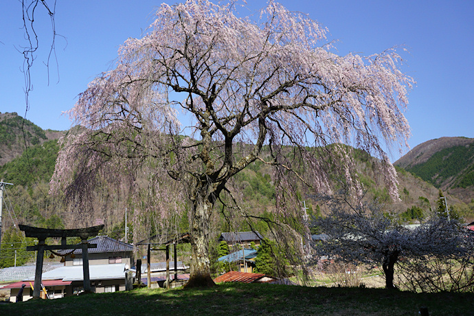 黒川天満神社の枝垂れ桜