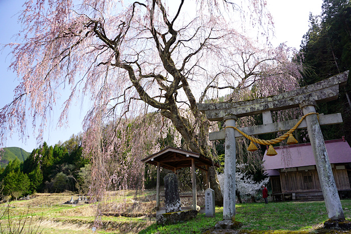 黒川天満神社の枝垂れ桜