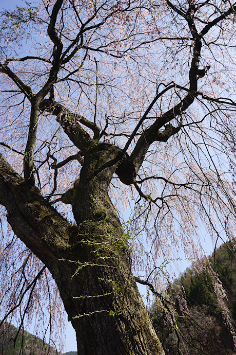 黒川天満神社の枝垂れ桜