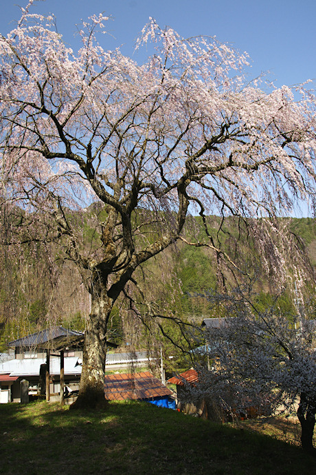 黒川天満神社の枝垂れ桜