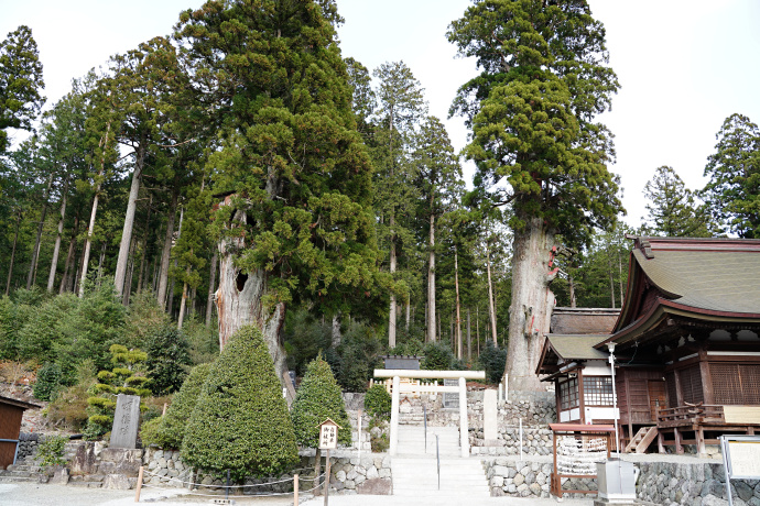 久津八幡宮の夫婦杉