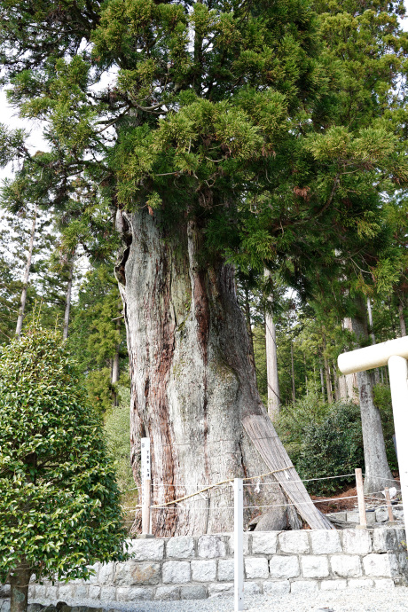 久津八幡宮の夫婦杉（雌杉）